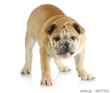 dog barking 9872552