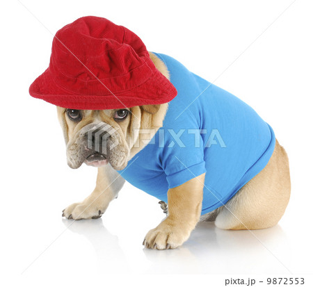 guilty dog 9872553