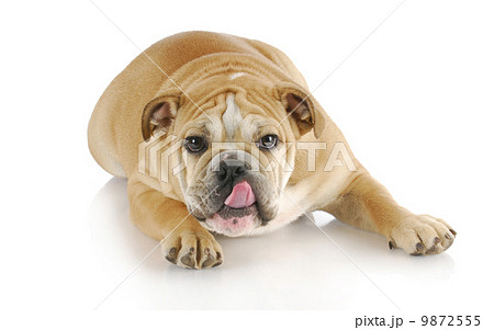 dog licking lips 9872555