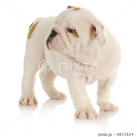 bulldog puppy 9872624