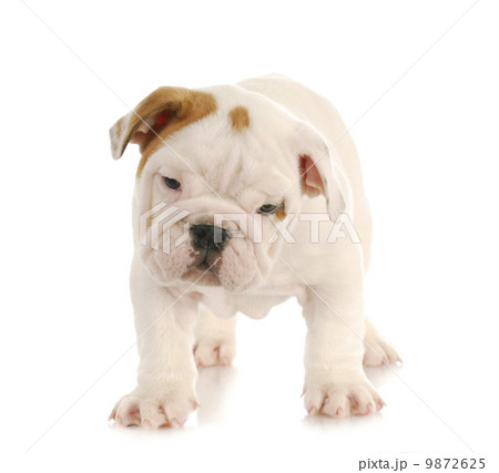 puppy standing puppy standing 9872625