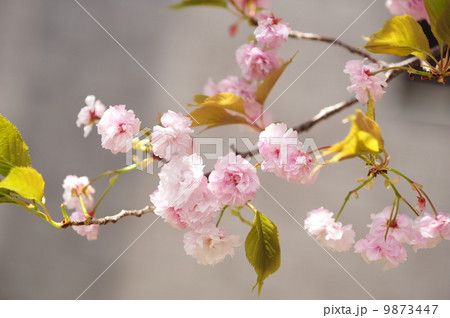 桜　紅玉錦（ベニタマニシキ） 9873447