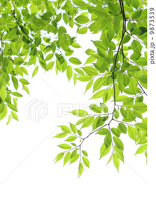 新緑 9873539