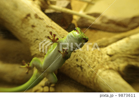 オオヒルヤモリ 9873611