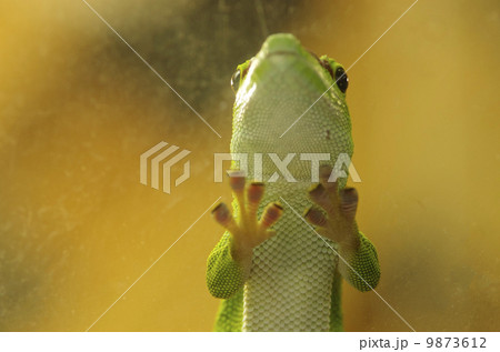 オオヒルヤモリ オオヒルヤモリ 9873612