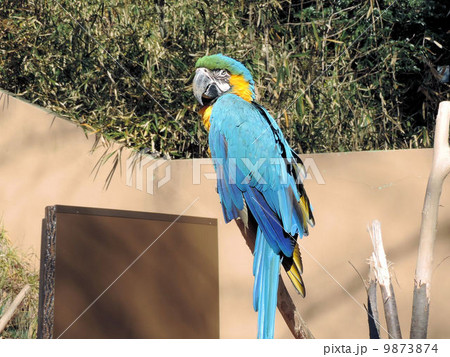 ルリコンゴウインコ 多摩動物公園の写真素材