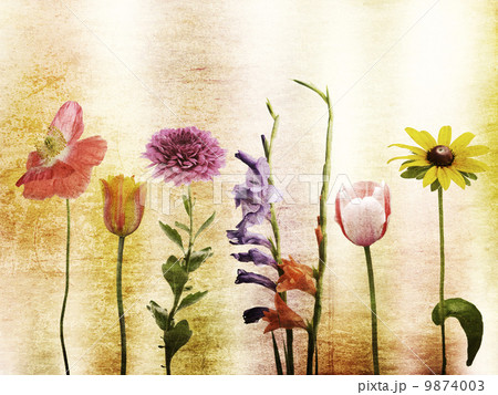 Flowers Background Flowers Background 9874003