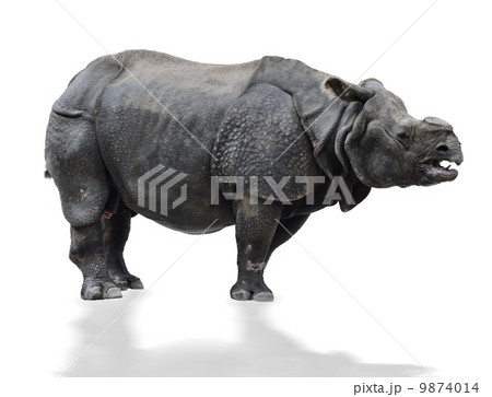 Indian Rhinoceros Indian Rhinoceros 9874014