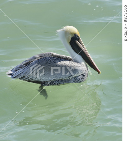 Brown Pelican 9875165