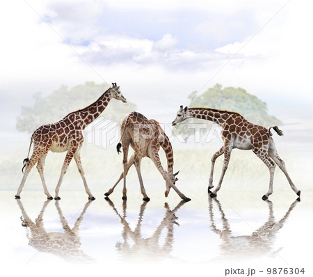 Giraffes Giraffes 9876304