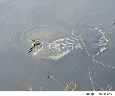 Feeding Anhinga 9876325