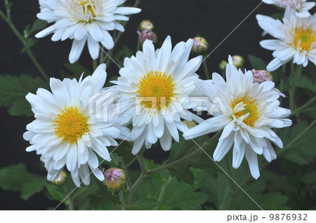 キクの花 キクの花 9876932