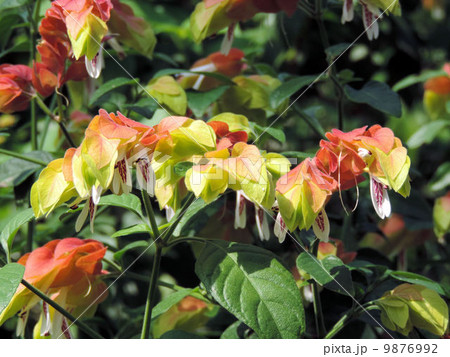 ペロペロネ/多摩動物公園 ペロペロネ/多摩動物公園 9876992