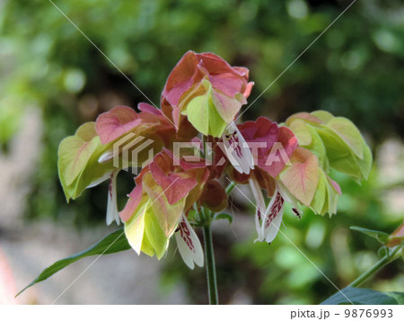 ペロペロネ/多摩動物公園 ペロペロネ/多摩動物公園 9876993