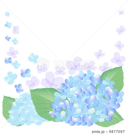 青い紫陽花 青い紫陽花 9877097