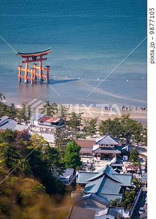 厳島神社 大鳥居 厳島神社 大鳥居 9877105