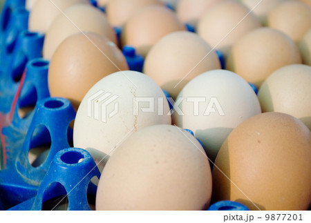 Eggs in tray Eggs in tray 9877201