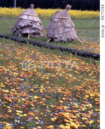 田園の花畑 9877288
