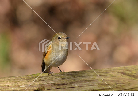 ルリビタキ♀　 9877441
