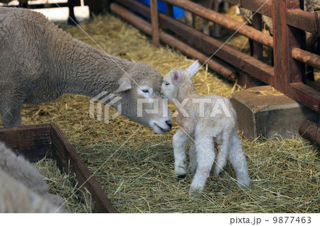 子羊と母羊 9877463