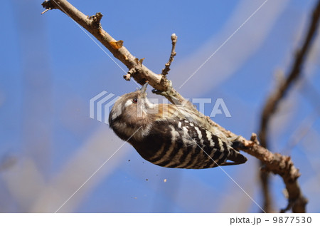 コゲラ コゲラ 9877530