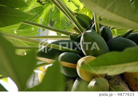 パパイヤ 9877615