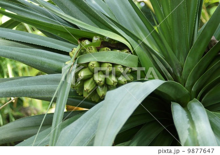 ビヨウタコノキの実 9877647