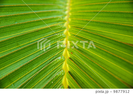 palm leaf 9877912