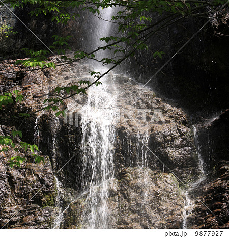香川県三豊市「不動の滝」 9877927