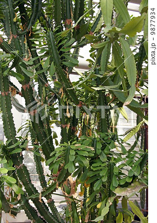 ユーフォルビア・ラクテア 9877934