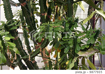 ユーフォルビア・ラクテア 9877935