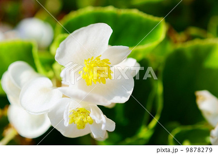 ベゴニア 白 花言葉 親切 Begoniaの写真素材