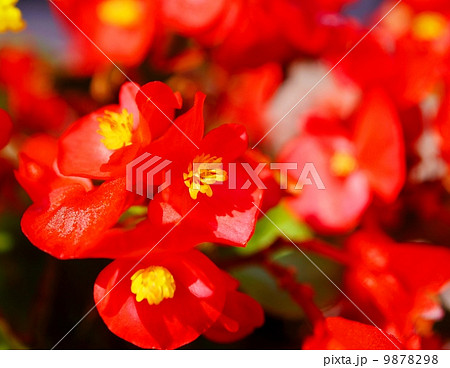 ベゴニア 赤 花言葉 永遠の栄え Begoniaの写真素材