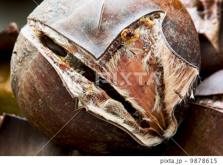 Macro photo of roasted chestnut Macro photo of roasted chestnut 9878615