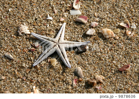 砂浜のヒトデ 9878636
