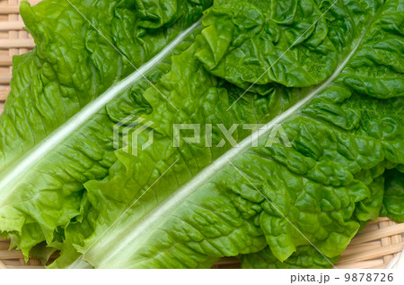 サンチュ-Lactuca sativa サンチュ-Lactuca sativa 9878726