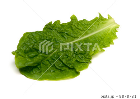 サンチュ-Lactuca sativa サンチュ-Lactuca sativa 9878731