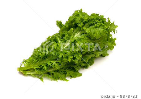 わさび菜-Brassica juncea わさび菜-Brassica juncea 9878733