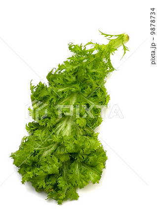 わさび菜-Brassica juncea 9878734