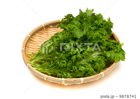 わさび菜-Brassica juncea わさび菜-Brassica juncea 9878741