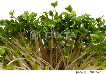 ブロッコリースプラウト-Brassica oleracea ブロッコリースプラウト-Brassica oleracea 9878743