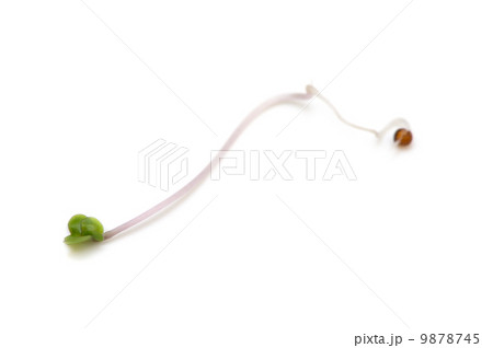 ブロッコリースプラウト-Brassica oleracea 9878745