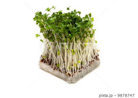 ブロッコリースプラウト-Brassica oleracea 9878747