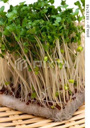 ブロッコリースプラウト-Brassica oleracea 9878748