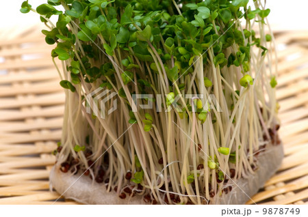 ブロッコリースプラウト-Brassica oleracea 9878749