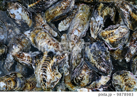 牡蠣 9878983