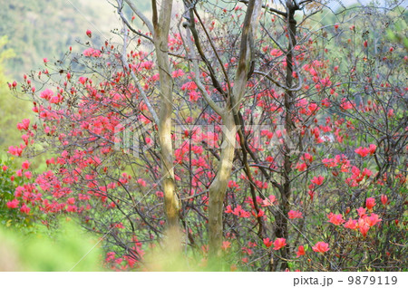 つつじ 9879119