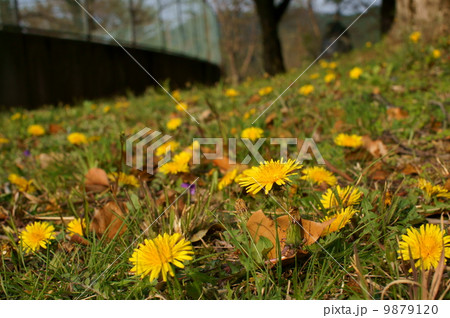 たんぽぽ 9879120