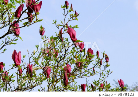 もくれん 9879122