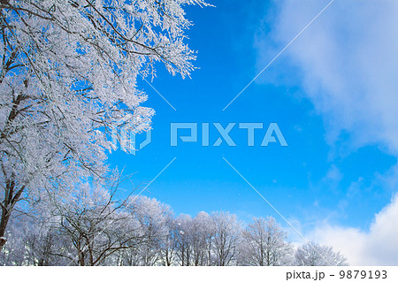 雪を被った木々 雪を被った木々 9879193